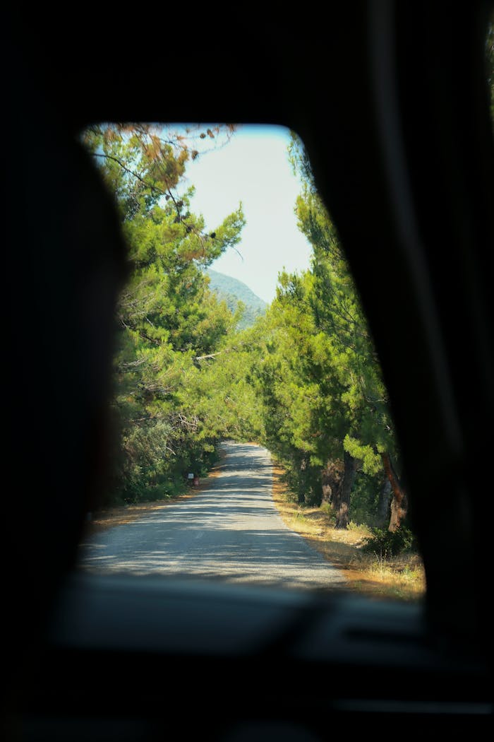 A serene road lined with trees viewed through a car window in Aydın, Türkiye.
